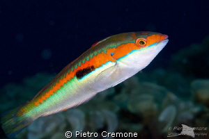 Wrasse by Pietro Cremone 